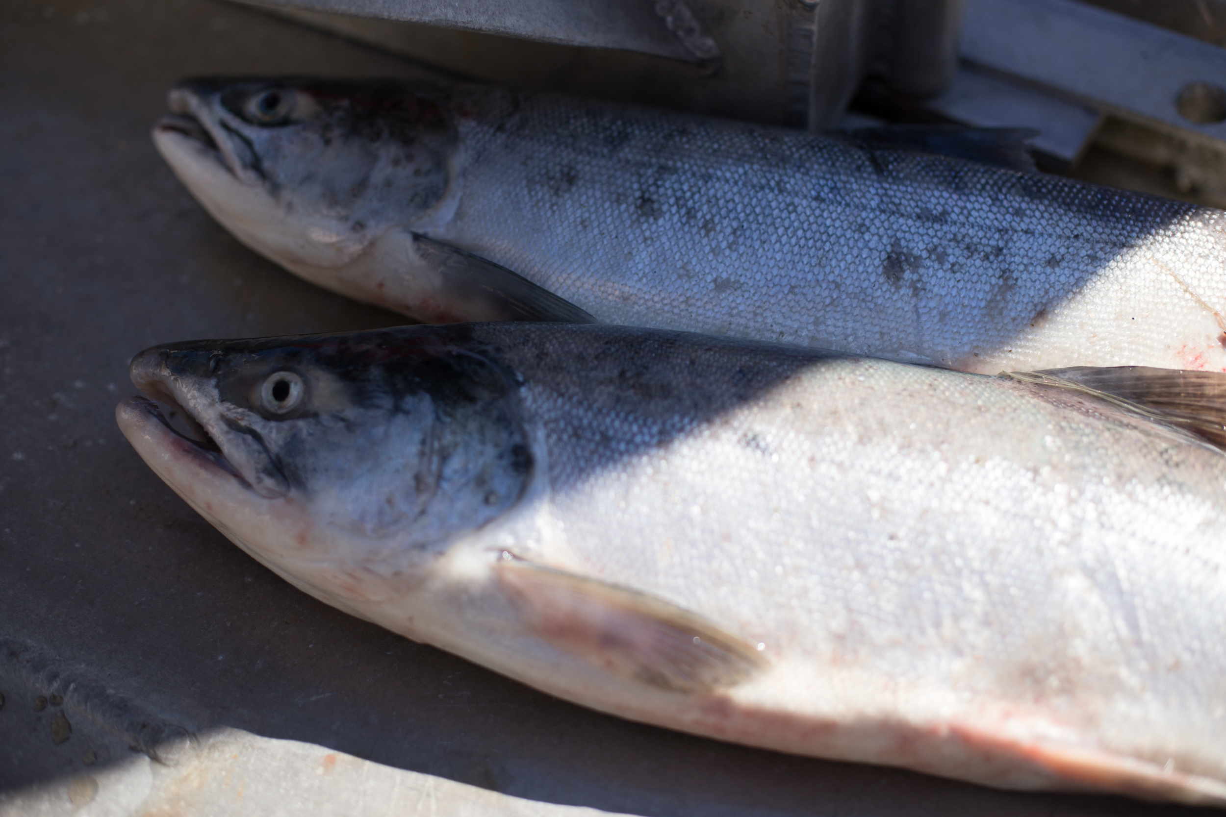 Road Test Kitchen #4: Camping Stove Salmon 